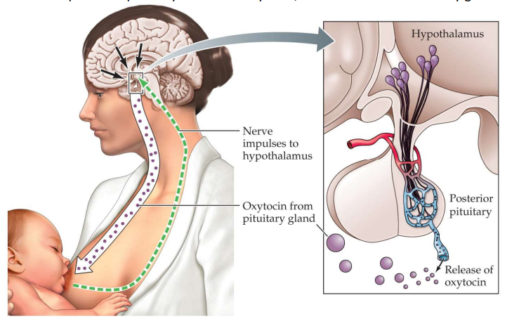 <p>somatosensory cortex</p><p>posterior pituitary</p>