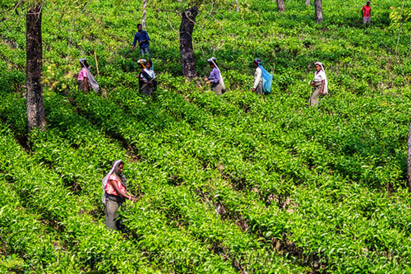 <p>Growing specialized crops such as bananas, coffee, and cacao in tropical developing countries, primarily for sale to developed countries.</p>