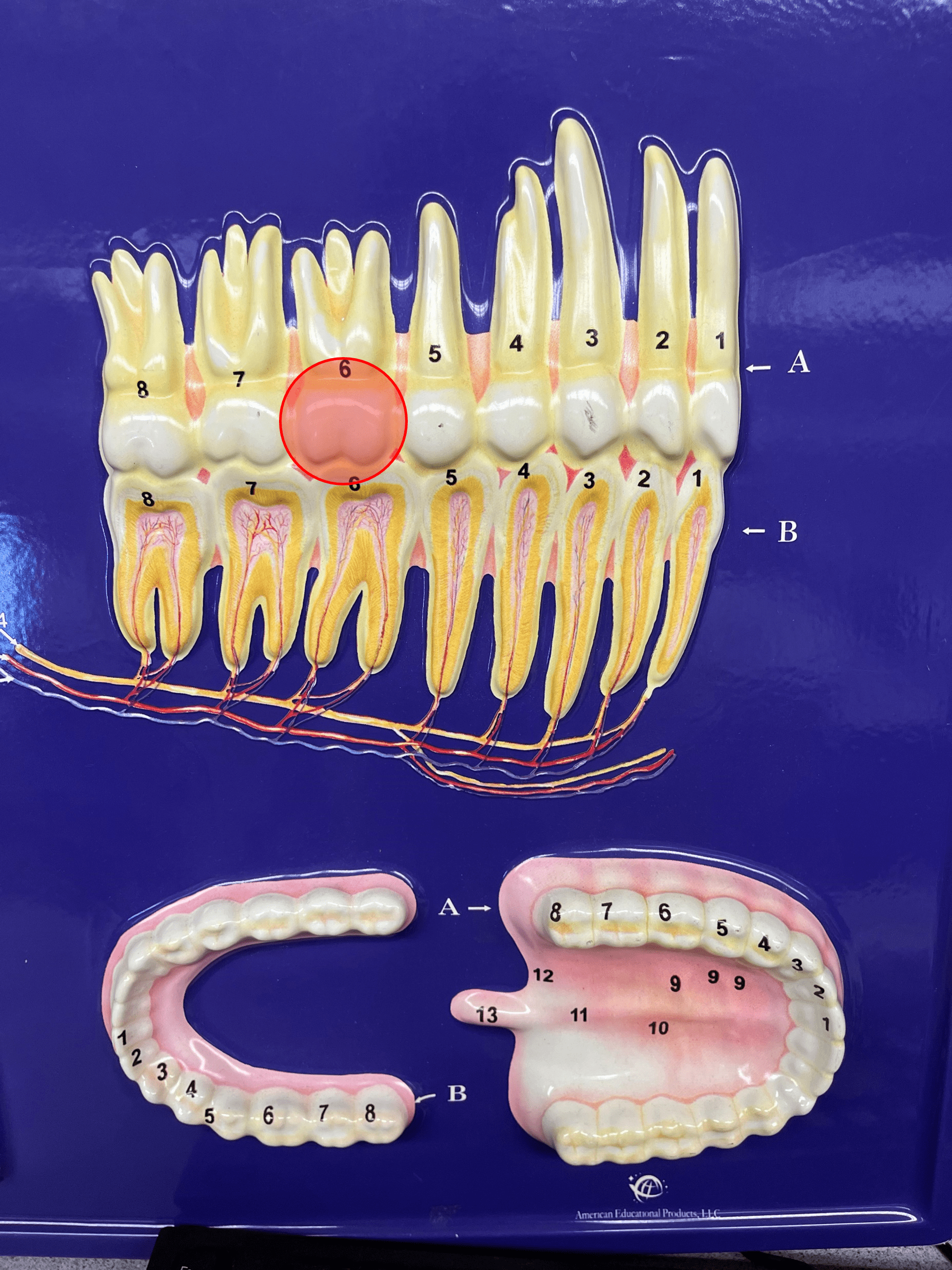 • A type of tooth.

• Has broad or rounded cusps for grinding food.