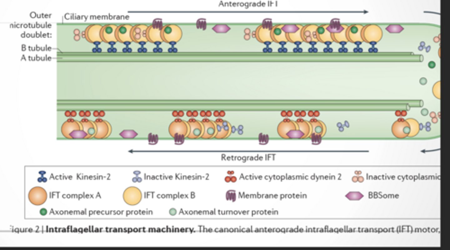 <p>This is how cilia are built and maintained</p><p>Cilia can’t make proteins inside themselves</p><p>So they need a delivery system</p><p>ANTEROGRADE TRANSPORT (→)</p><p>Base → Tip (outward) Motor: Kinesin-2</p><p>BUILDS the cilium</p><p>Carries:</p><p>Tubulin (microtubule building blocks)</p><p>Structural proteins</p><p>Membrane proteins</p><p>RETROGRADE TRANSPORT (←)</p><p>Tip → Base (inward) Motor: Dynein 2</p><p>CLEANS + RECYCLES</p><p>Carries:</p><p>Broken proteins</p><p>Waste</p><p>Used parts</p>