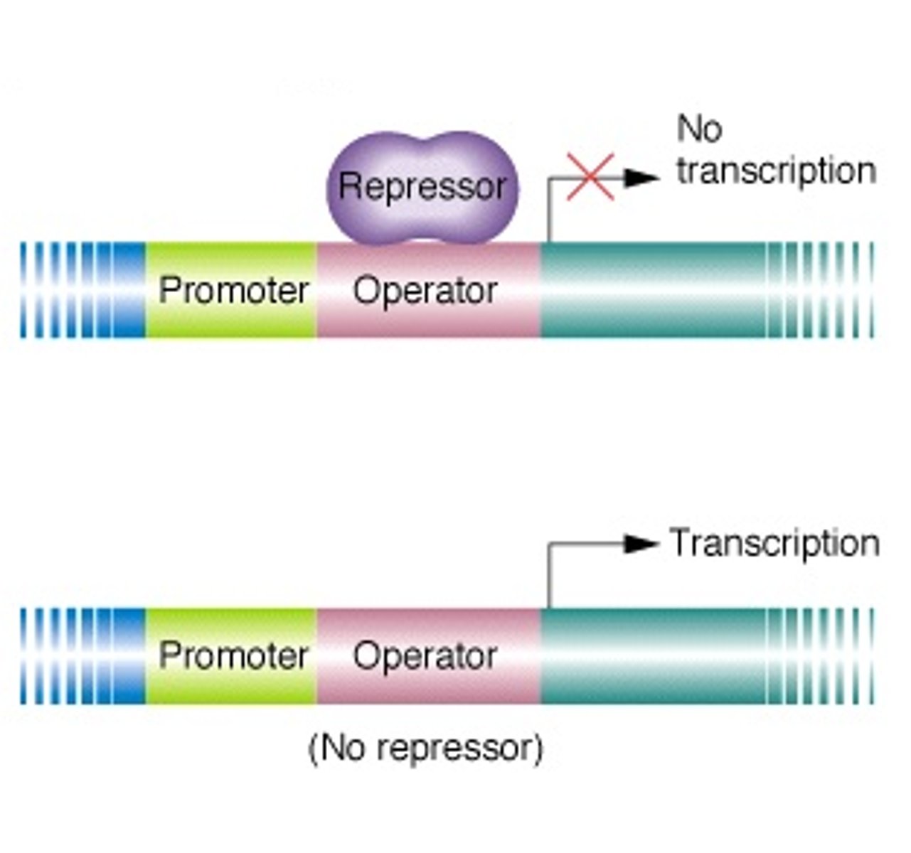 <p>usually constant production of the protein occurs; the <span class="bgP">repressor must bind to a corepressor to bind to the operator </span>site in a negative feedback way (<span class="bgB">usually the gene product is a corepressor and inactivates itself</span> when levels are too high)</p>