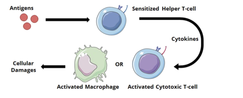 <p>Mediators</p><ul><li><p>CD8 cytotoxic T cells</p></li><li><p>CD4 helper T cells</p></li><li><p>Macrophages</p><ul><li><p>unlike other types of hypersensitivity, type IV is not mediated by antibodies</p></li></ul></li></ul><p></p><p>Mechanism of reaction</p><ul><li><p>after exposure to an antigen, T cells will become activated and initiate an immune response</p></li><li><p>sensitized helper T cells (specifically TH1) will release cytokines that activate macrophages or cytotoxic T cells which mediate direct cellular damage</p></li></ul><p></p><p>Reaction time</p><ul><li><p>the reaction of a type IV hypersensitivity has a delayed response and can take 2-3 days to develop after exposure to a particular substance</p></li></ul><p></p><p>Clinical manifestation</p><ul><li><p>Inflammatory Bowel Disease (IBD)</p><ul><li><p>IBD is a group of conditions characterized by chronic inflammation of all or parts of the GI tract</p></li><li><p>most common are ulcerative colitis and Crohn’s disease</p></li><li><p>IBD falls into the class of autoimmune disease, where the immune system attacks the body’s own cells</p></li></ul></li><li><p>Contact Dermatitis</p><ul><li><p>contact dermatitis is a type of DTH response causing a red itchy rash on the skin that has been in contact with small, reactive molecules which create complexes with skin proteins</p></li><li><p>common inducers of contact dermatitis include poison ivy, formaldehyde, nickel, and cosmetics </p></li></ul></li></ul><p></p>