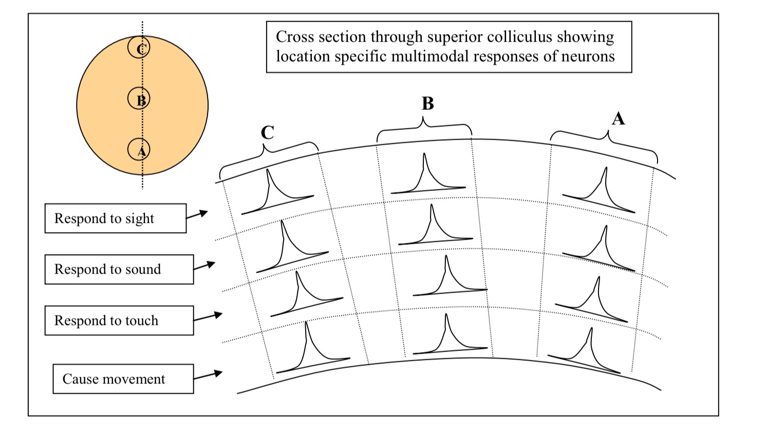 <p>What will a visual stimulus in location B (in the visual field) produce? </p>