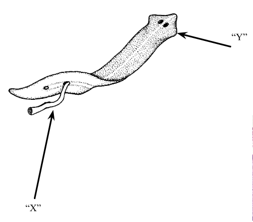 <p>Label X and Y. What is the function of Y? What is this organism?</p>