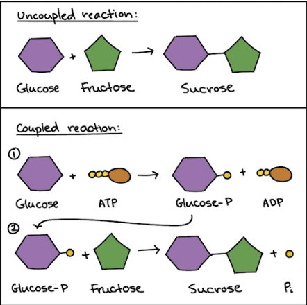 <p>cells carry out energy-needing reactions(anabolic) by coupling them to ATP hydrolysis (catabolic)</p><p>ATP + H2O→ADP + P(free phosphate)+energy- 1. releases energy(the catabolic reaction,ATP hydrolysis)</p><p>the free phosphate that was released moves to another molecule and phosphorylates it(intermediate)- 2. transfers the energy(intermediate)</p><p>phosphorylation makes the molecule more reactive, which drives the energy needing reaction- 3. energy needing reaction occurs(anabolic)</p>