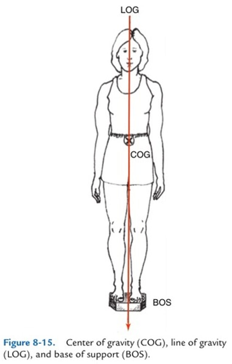 <p>imaginary vertical line that passes through COG</p>