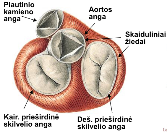 <p>abi prieširdines skilvelių angas, plautinio kamieno ir aortos angas</p>