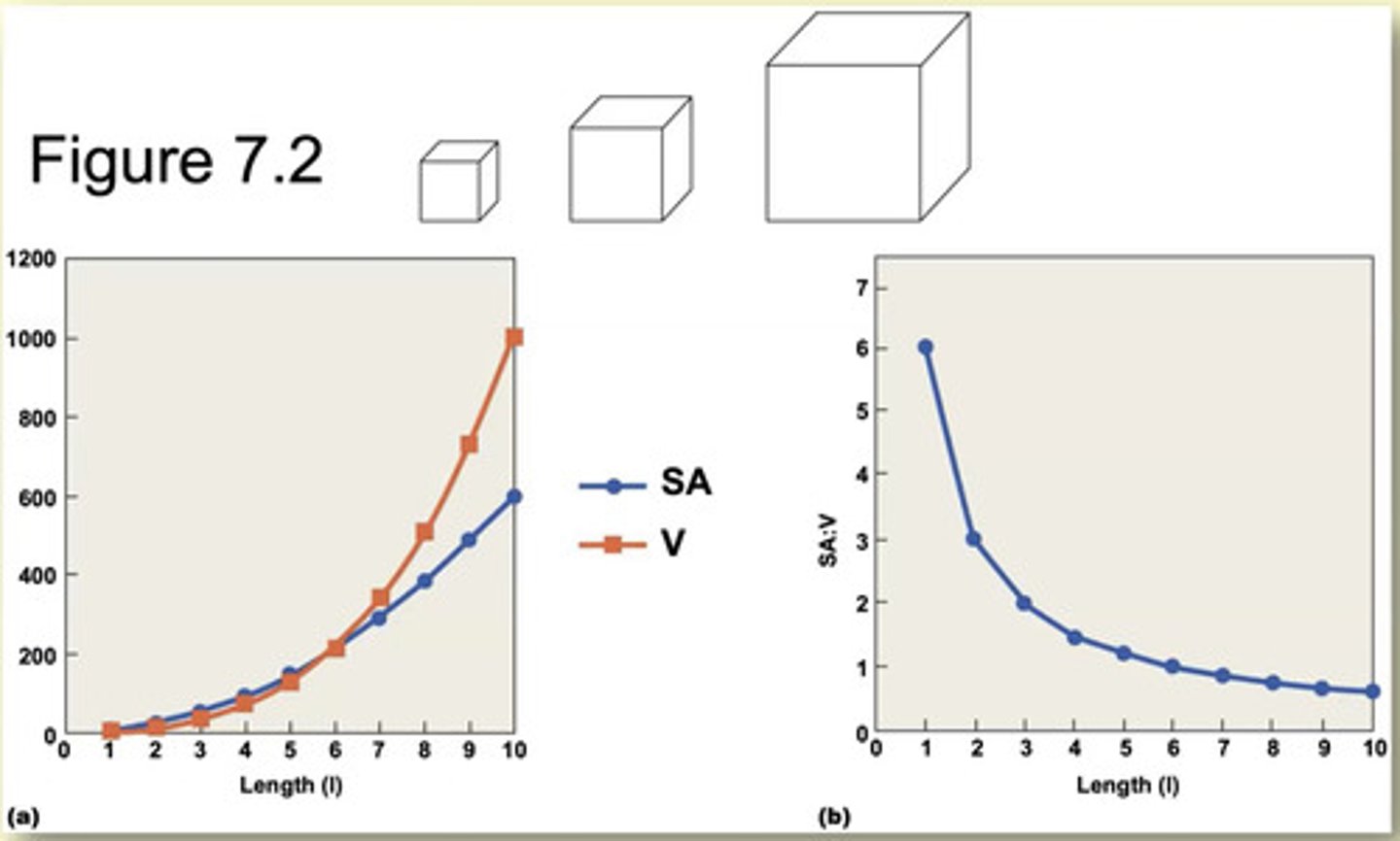 <p>square</p><p>- SA = L x L = L^2</p><p>- square does not have volume</p><p>--------------------</p><p>cube</p><p>- SA = 6 x L^2</p><p>- V = I^3</p><p>--------------------</p><p>volume increases at a faster rate than surface area size of the cube increases</p>