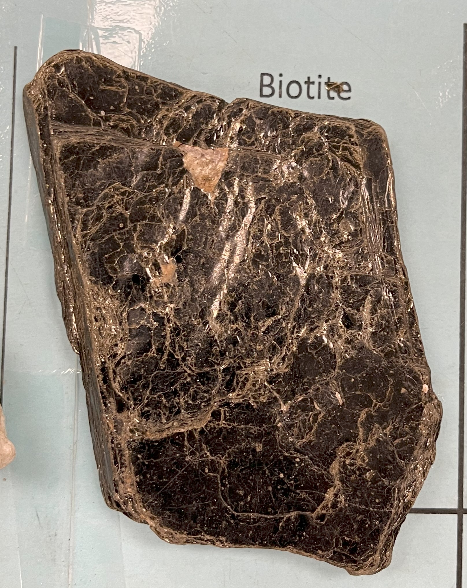 <p>Biotite</p>