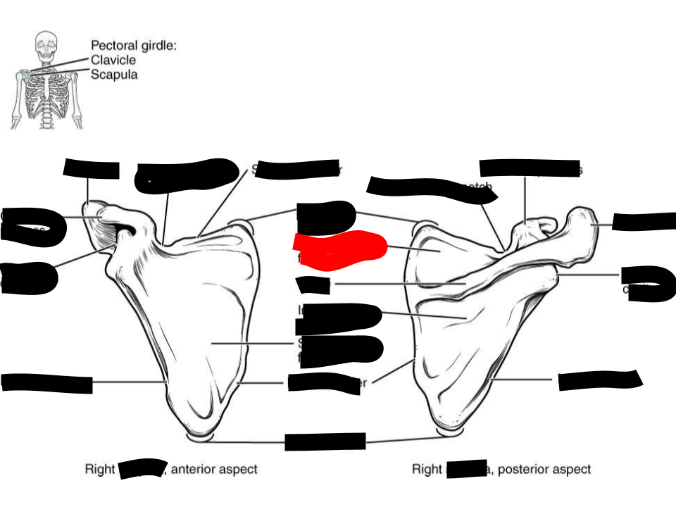 <p>scapula</p>