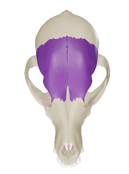 <p>forms the rostral part of the roof of the cranial cavity.</p>