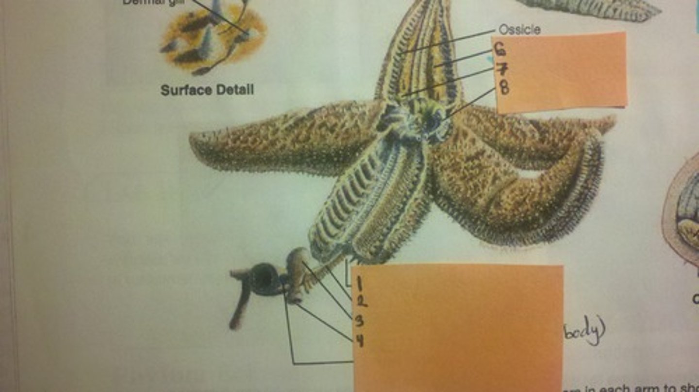 <p>Little tubes on sea star!</p>