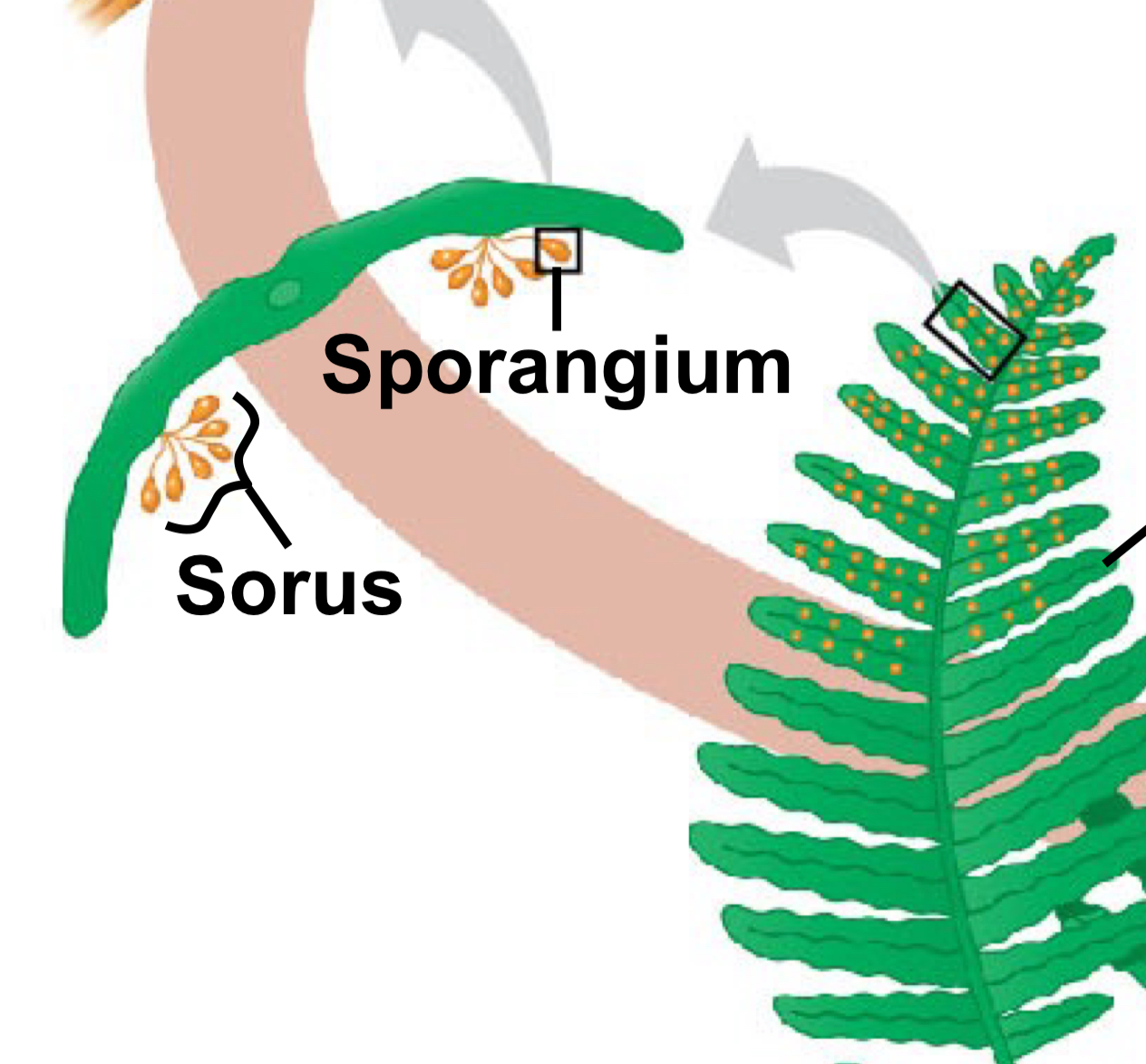 <p>Clustered groups of sporangia</p>