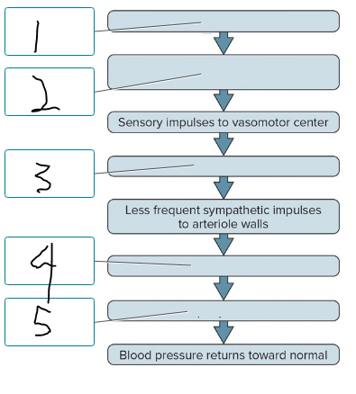 <p><span style="font-size: medium">This flow diagram shows the result of stimulation of the baroreceptor reflex in response to an increase in blood pressure. Place the labels in the correct order.</span><br></p>