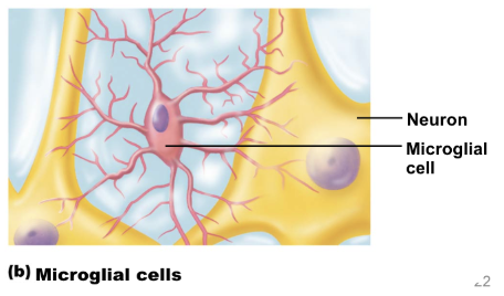 <ul><li><p><span style="background-color: transparent;">smallest, least abundant cell</span></p></li><li><p><span style="background-color: transparent;">macrophages of CNS</span></p></li><li><p><span style="background-color: transparent;">engulf invading microorganisms and dead neurons</span></p></li></ul><p></p>