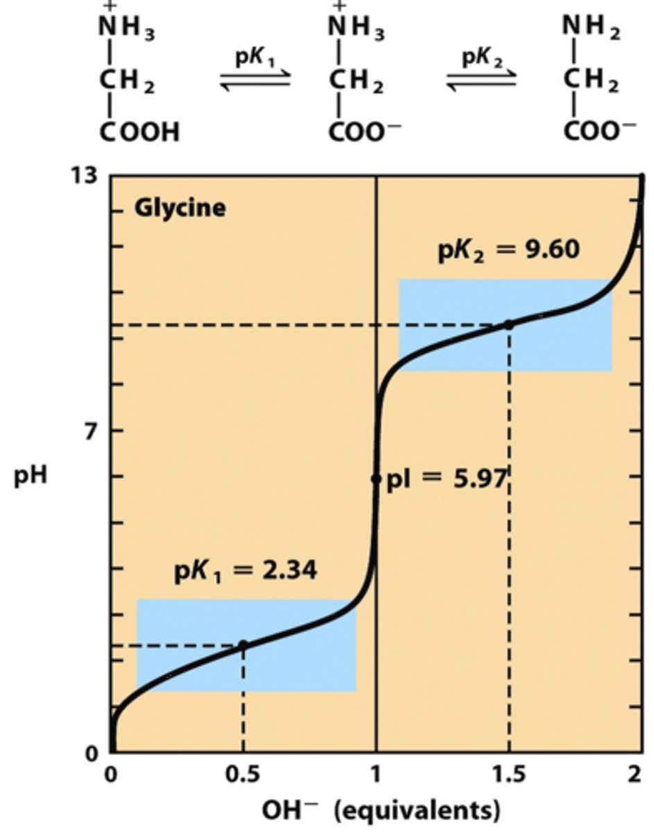 <p>Imagine an acidic 1 M (the concentration) glycine solution. At low pH values, glycine exists predominantly as +NH3CH2COOH; it is fully protonated (meaning both carboxyl and amino groups are protonated), with a positive charge. NaOH is a strong base and strong bases are capable of deprotonating weak acids, like carboxylic acids (R-COOH) and NH3+! NH3+ is usually an base but can act as an acid under certain pHs. As the solution is titrated with NaOH (and solution becomes more and more basic), the carboxyl group will deprotonate first because it is more acidic than the amino group.</p><p>When 0.5 equivalents of base have been added to the solution, the concentrations of the fully protonated glycine and its zwitterion, +NH3CH2COO- , are equal; that is, [+NH3CH2COOH] = [+NH3CH2COO- ]. At this point, the pH equals pKa (1).</p><p>Remember: when the pH is close to the pKa, value of a solute, the solution is acting as a buffer and the titration curve is relatively flat.</p><p>As we add more base, the carboxylate group goes from half-deprotonated to fully deprotonated (So we don't have any more fully protonated glycines in the solution anymore since all carboxyl groups are deprotonated). The amino acid stops acting like a buffer, and pH starts to increase rapidly during this phase. When we've added 1.0 equivalent of base, glycine exists exclusively as the zwitterion form (remember, we started with 1.0 equivalent of glycine).This means that every molecule is now electrically neutral, and thus the pH equals the isoelectric point (pI) of glycine. This is true of all amino acids: the isoelectric point is the pH at which the molecule is electrically neutral.</p><p>As we continue adding base, glycine passes through a second buffering phase as the amino group deprotonates; again, the pH remains relatively constant. When 1.5 equivalents of base have been added, the concentration of the zwitterion form equals the concentration of the fully deprotonated form; that is, [+NH3CH2COO- ] = [NH2CH2COO - ], and the pH equals pKa2. Once again, the titration curve is nearly horizontal. Finally, when we've added 2.0 equivalents of base, the amino acid has become fully deprotonated, and all that remains is NH2CH2COO - ; additional base will only increase the pH further.</p>