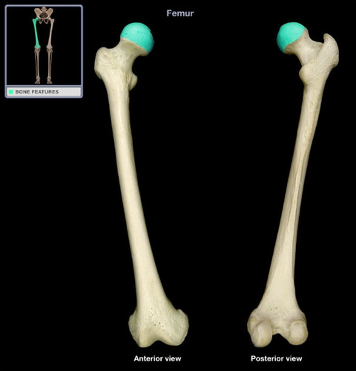 <p>- smooth, rounded proximal end of the femur</p><p>- articulates with acetabulum (lateral)</p><p>- points medially</p>