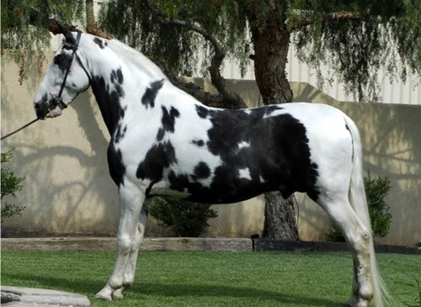 <p>includes 5 gaited horses</p>