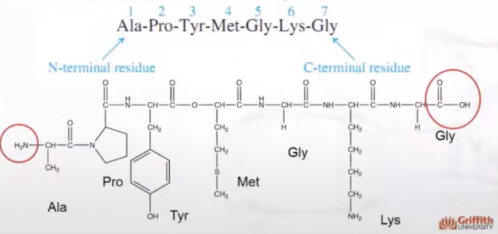 <p>The chain is numbered from N-terminal on the left, and C-terminal on the right</p>