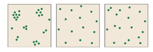 <ul><li><p><strong>Clumped </strong>(underdispersed)- grouped in patches</p></li></ul><p> (school of fish)</p><ul><li><p><strong>Uniform </strong>(overdispersed)- individuals equally spaced in environ. (penguins)</p></li><li><p><strong>Random</strong>- individuals are spaced in an unpredictable way</p></li></ul><p>(flowers)</p><p></p>