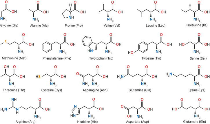<p>The end product of protein digestion or hydrolysis; considered the building blocks for body protein. They are primarily alpha-amino acids, meaning the carboxyl and amino groups are attached to the same carbon</p>