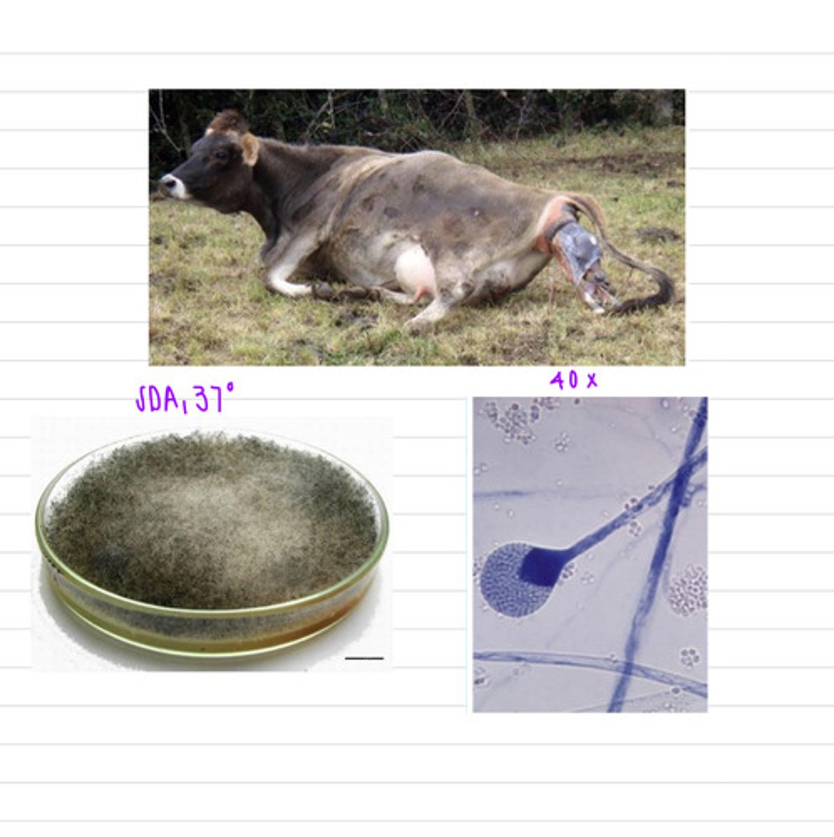 <p>a farmer calls because his cow just had an abortion. we take samples of the cotyledons of the placenta and isolate it on SDA and 37 degrees.</p><p>what is the diagnosis?</p>