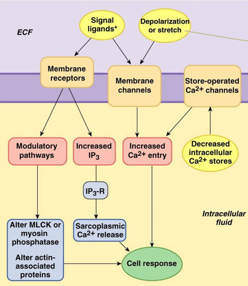 <p><strong>IP3</strong>: second messenger, activates contraction</p><p>modulatory pathways: change activity of MLCK or myosin phosphatase</p><p>stretch-activated calcium channels: open when pressure or other force distorts cell membrane (<strong>myogenic contraction</strong>)</p>