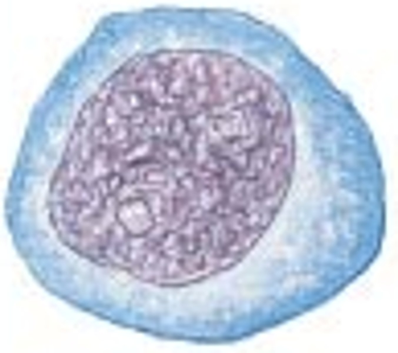 <p>Myeloid and lymphoid stem cells original from __________ stem cells in the bone marrow</p>