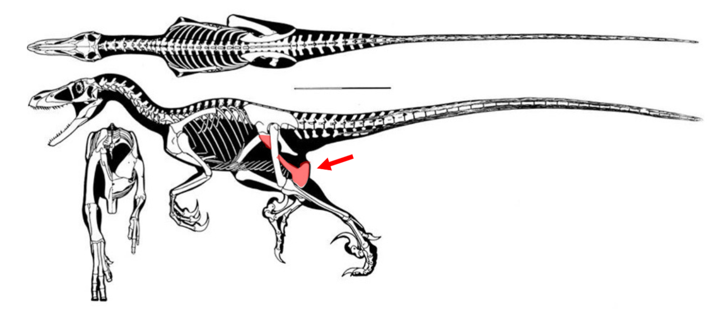 <p>Evolutionary Novelties: Semi-lunate carpal (carpus), reverse pubis</p><p>Birds fall under this group</p><p>Ex: Therizinosaurians</p>