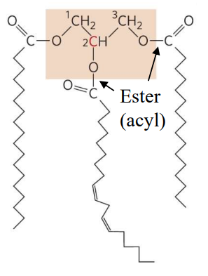 <p>Used for fat storage. Made up of glycerol and three fatty acids attached through esters. Almost totally nonpolar. Can undergo saponification which breaks them into fatty acids and glycerol</p>
