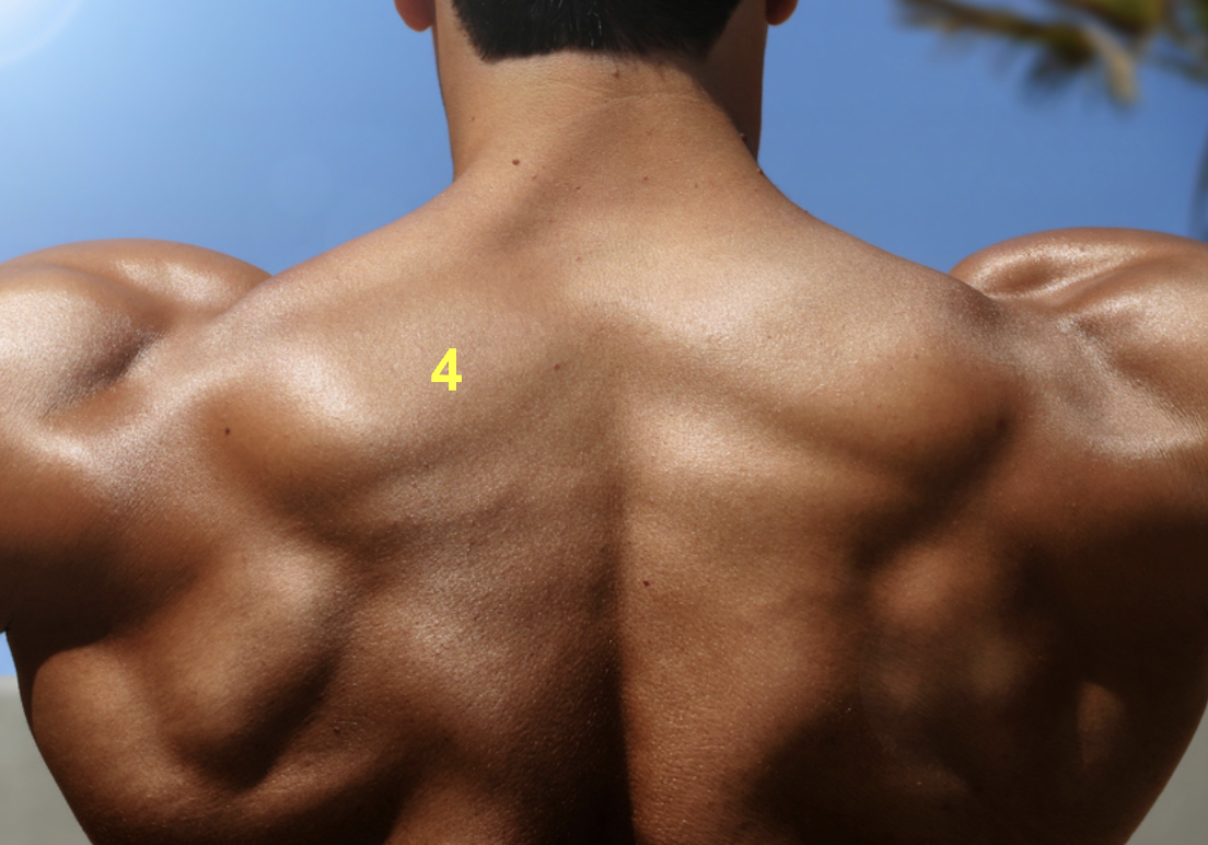 <p>What muscle is indicated by “4”?</p>