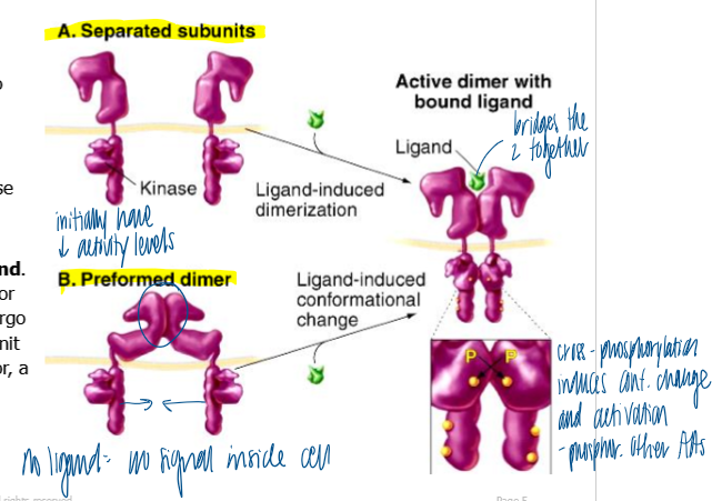 <p>dimerization</p><ul><li><p>ligands cause monomeric receptors to dimerize</p></li><li><p>separated: dimerized receptor subunits phosphorylate each other → kinase domains become fully active</p></li><li><p>preformed: preformed dimer in the absence of ligand; receptor still needs to be bound by ligand and undergo conf change before each subunit becomes fully active </p></li></ul><p></p>