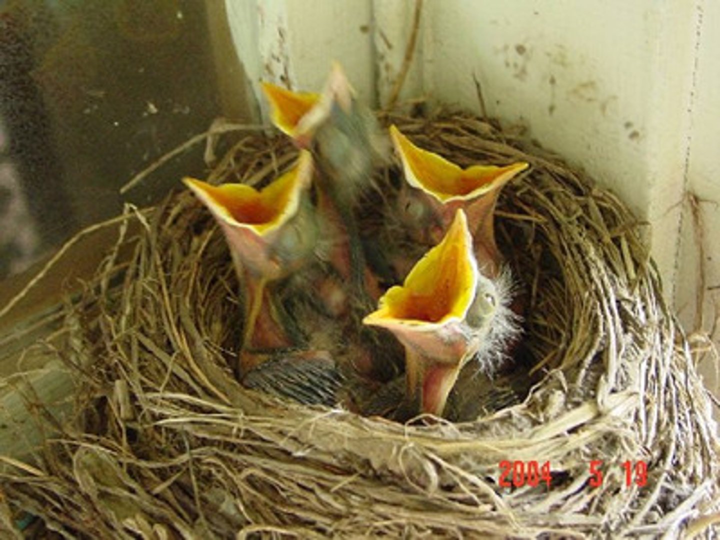 <p>babies that are helpless at birth or hatching so they need parental care</p><p>ex. Some birds</p>