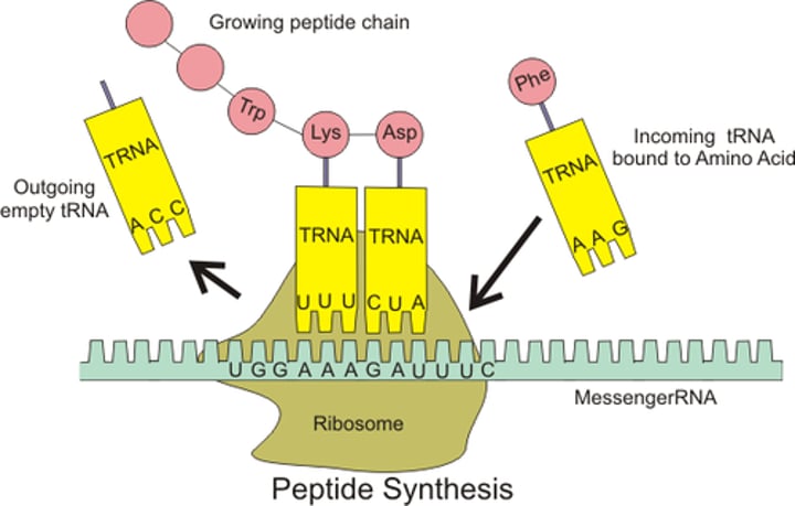 <p>carries amino acids from the cytoplasm to the ribosome</p>