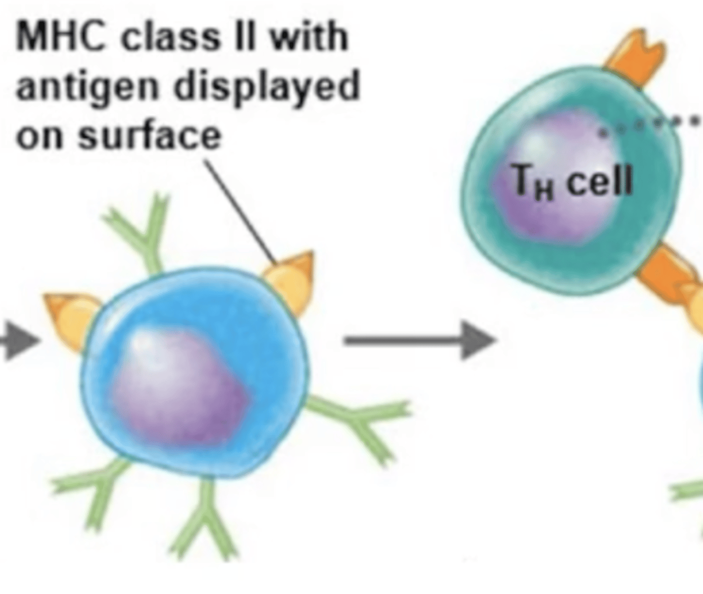 <p>Adaptive immunity</p><p>MHC-II are found on the surfaces of antigen-presenting cells (APCs), which are?</p>