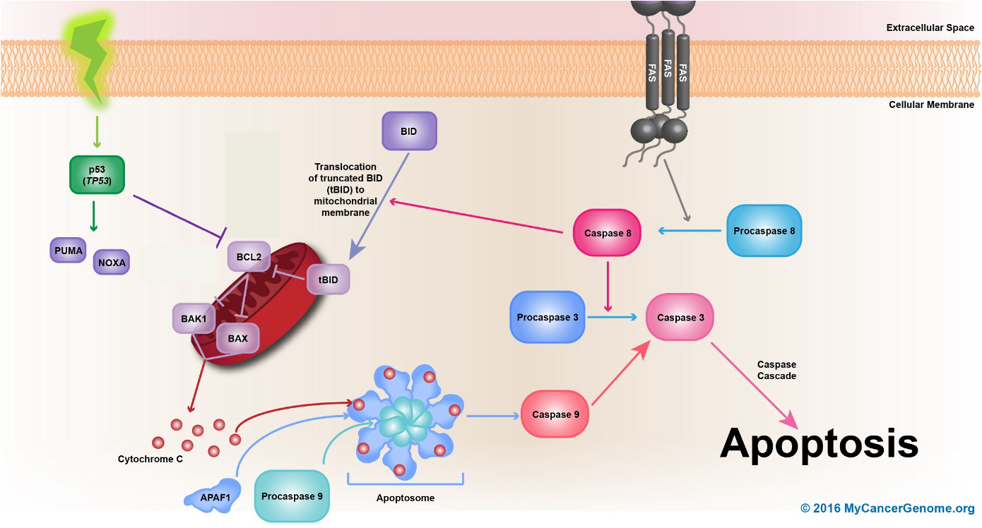 <p><span>- activating pro-apoptotic genes <em>PUMA, NOXA, BAX, FAS</em></span></p><p style="text-align: left"><span>&nbsp; - repressing anti-apoptotic gene <em>Bcl-2</em></span></p>