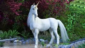 <p>Beautiful horses with one horn on their head.</p>