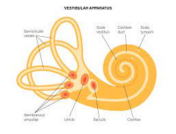<ul><li><p><span style="font-family: Calibri">Provide information essential for equilibrium and coordination of movement by detecting changes in head movement. Similar to the cochlea, the vestibular apparatus is fluid filled and contains sensory hair cells that are triggered by movement of the fluid</span></p></li><li><p><span style="font-family: Calibri">Neuronal signals initiated in the vestibular apparatus do not reach conscious awareness. However, some people have a very sensitive vestibular apparatus that causes them to feel the dizziness and nausea that we call motion sickness</span></p></li></ul>