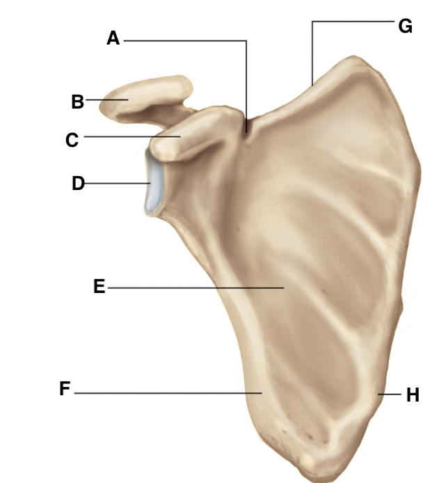 <p>Name point F.</p>