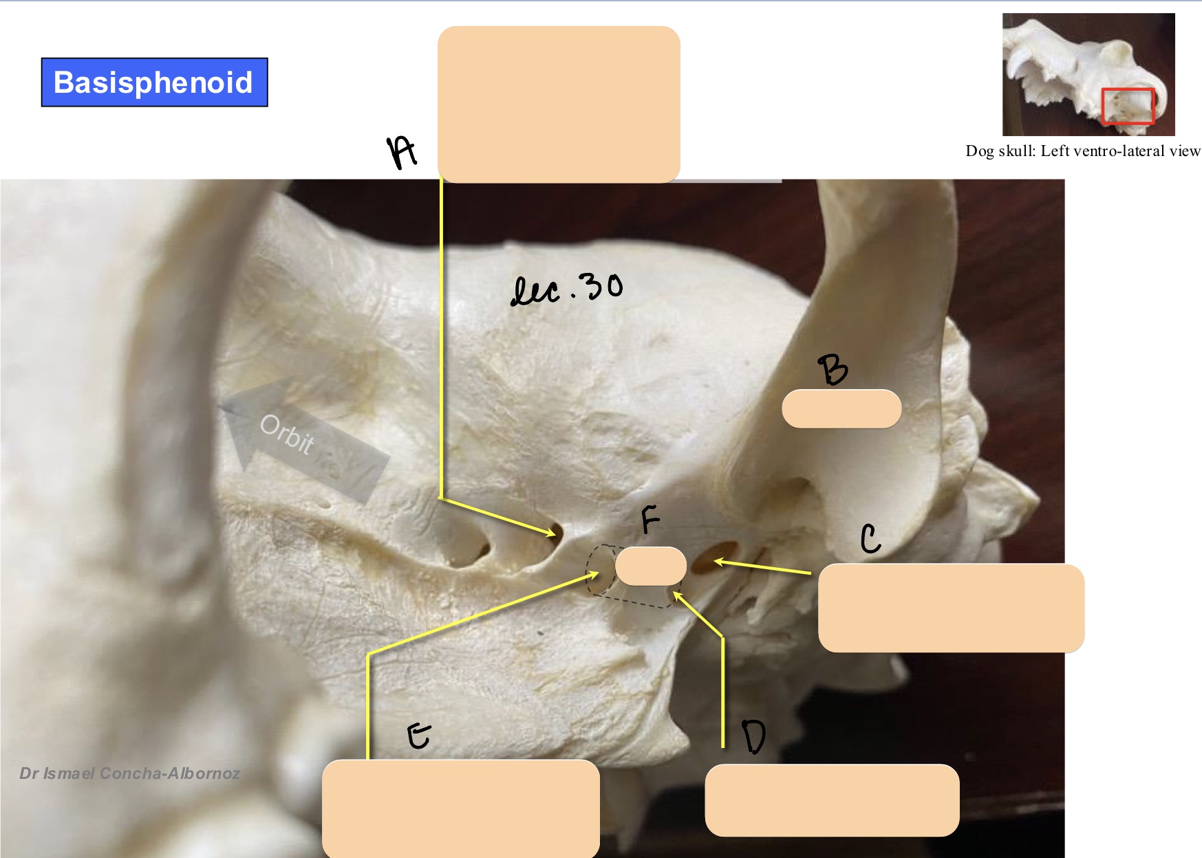 <p>Name the structure(s) indicated by d, e, and f.</p>