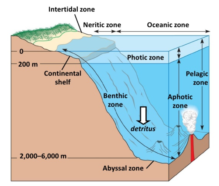<ul><li><p>Deep, aphotic region of the ocean</p></li></ul>