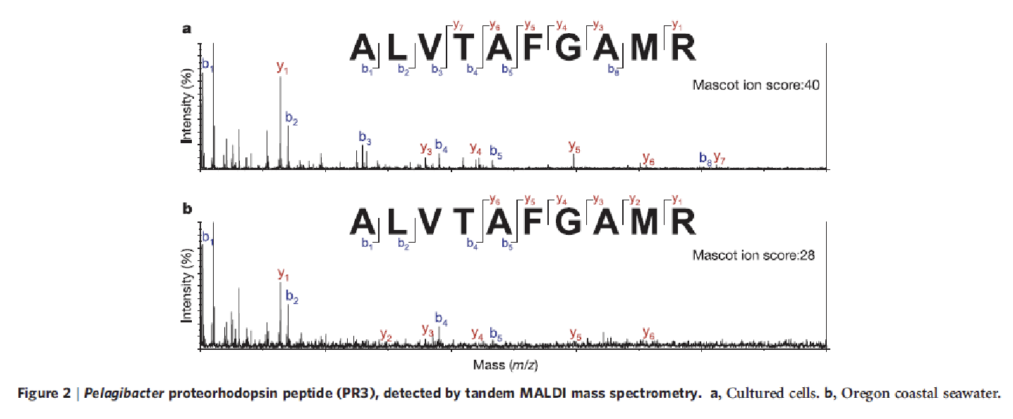 <p><span>matrix-assisted laser desorption/ionization (MALDI) mass spectrometry. This technique is effective with the presence of mostly arginine-containing peptides in the tryptic digest of proteorhodopsin, which are favoured by the MALDI ionization process</span></p>