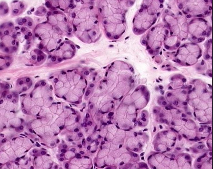 <p>which gland is this </p>