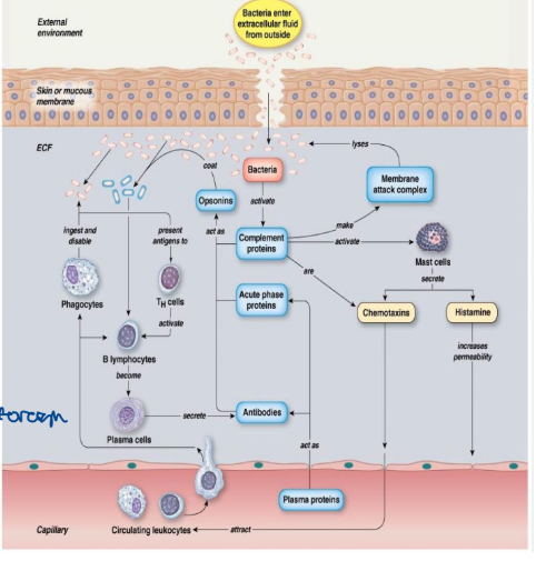 <ul><li><p>bacteria causes inflammatory response</p><ul><li><p>also cause antibody production</p></li><li><p>complement activation</p><ul><li><p>opsonization</p></li><li><p>mac attack (pore to allow cell to leak its content)</p></li><li><p>mast cell/ basophils degranulation</p><ul><li><p>histamine release </p><ul><li><p>vasodilation/increased vascular permeability</p></li></ul></li></ul></li><li><p>production of chemo-attractants (increase flow, increases immune cells)</p><ul><li><p>recruits immune cells to match the foreign</p></li></ul></li><li><p>phagocyte activation</p><ul><li><p>non-encapsulated bugs only</p></li></ul></li></ul></li></ul></li></ul><p></p>