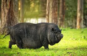 <p>What breed?</p>