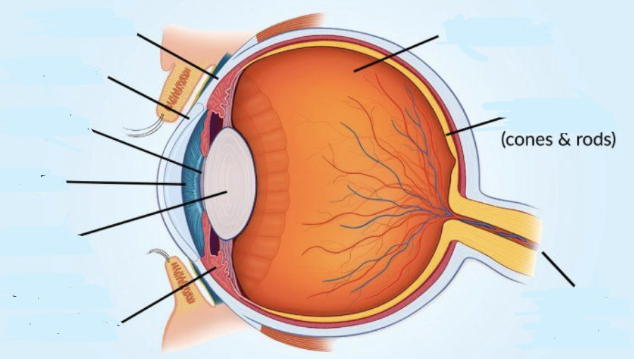 <p>structure of the eye</p>