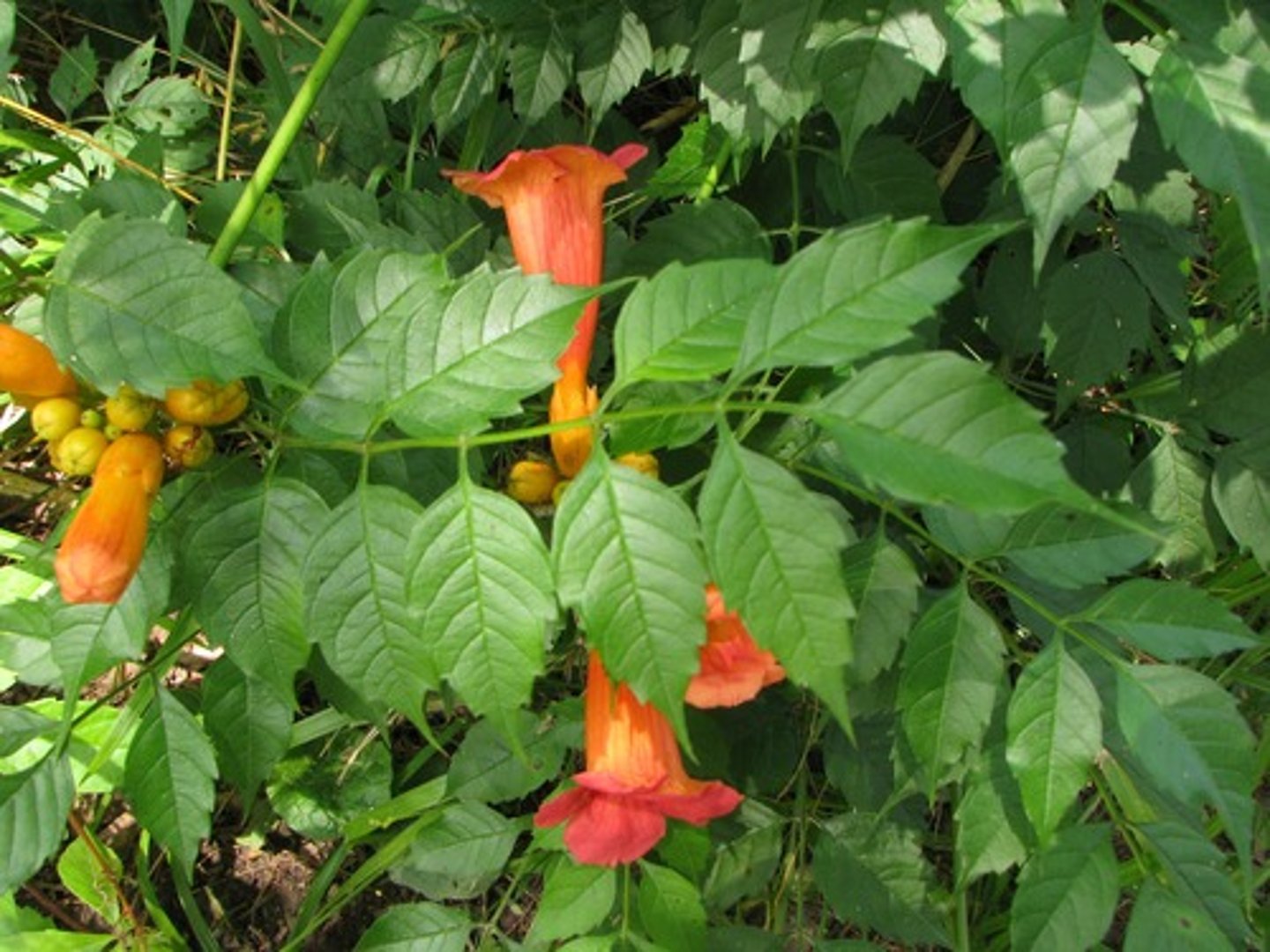 <p>Campsis radicans<br>Bignoniaceae</p>