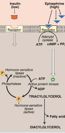 <p><strong>● Adrenalin activates lipolysis</strong><br><strong>○ Via activating Beta Adrenergic Receptors<br></strong>○ Pathway: GPCR/AC/cAMP/PKA<br>■ Phosphorylates HSL, which increases lipolysis</p><p><br><strong>● Insulin inhibits lipolysis</strong><br>○ Via activating phosphodiesterase (PDE)<br><strong>○ PDE degrades cAMP</strong><br>○ Lowered cAMP disrupts the cascade</p><p>*HSL can convert TAG to DAG, but primarily converts DAG to MAG. <strong>HSL is considered more tightly regulated than ATGL due to extensive controls, including phosphorylation by PKA</strong></p>