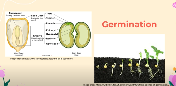 <p><u>Germination</u> is the <strong><em>process of a plant growing out of a seed</em></strong><br></p><p><u>Fertilization</u> is the <strong><em>process of the sperm cell of a pollen grain fuses together with the egg cell of the ovule to form a diploid zygote (aka the seed)</em></strong><br></p>