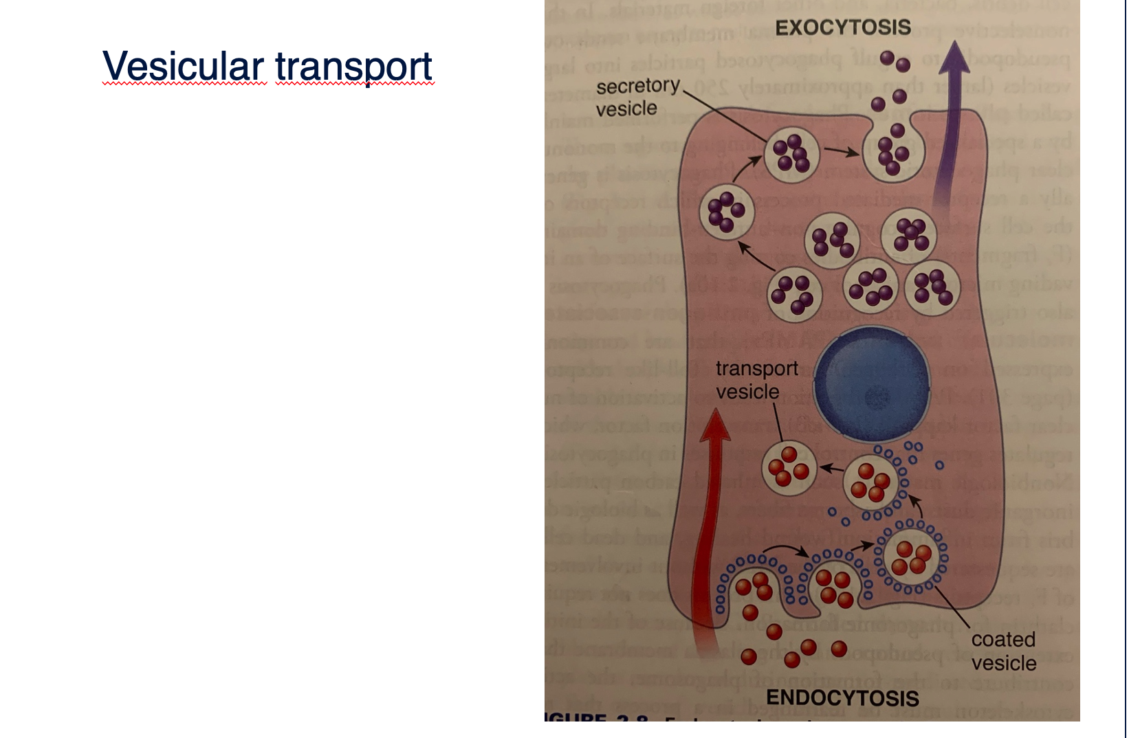 <p>These two activities are coupled, if one is blocked also the second doesn’t work. Endocytosis is a general term for processes of vesicular transport in which substances enter the cell. It permit the uptake of membrane proteins, fluids , nutrients, lipids, singnalling molecules. Exocytosis is the general term for processes of vesicular transport in whichsubstances (cargo molecules) leave the cell. Exocytosis is also the process by which all cells deliver the intracellularplasma membrane to the cell surface.</p><p></p>